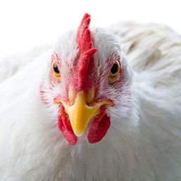 Depositphotos_10718404