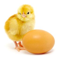 brown egg and chicken isolated on a white background