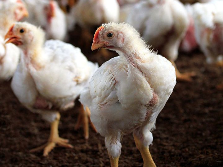 Young white hen looking at the camera with a group of other chic