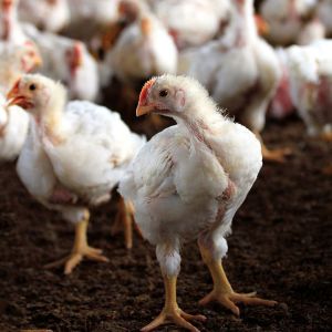 Young white hen looking at the camera with a group of other chic