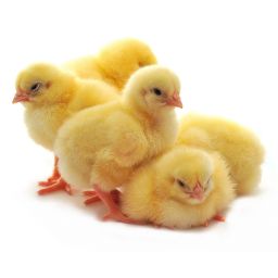 Five chickens who are represented on a white background
