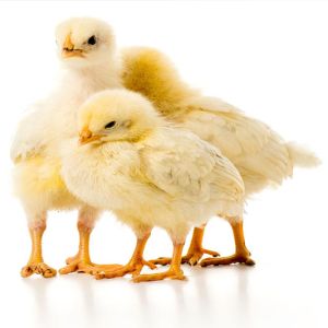 productos_avicolas