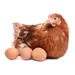 Chicken with eggs on white background. Domestic animal