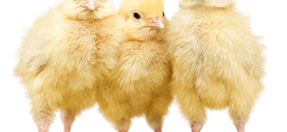 pollitos
