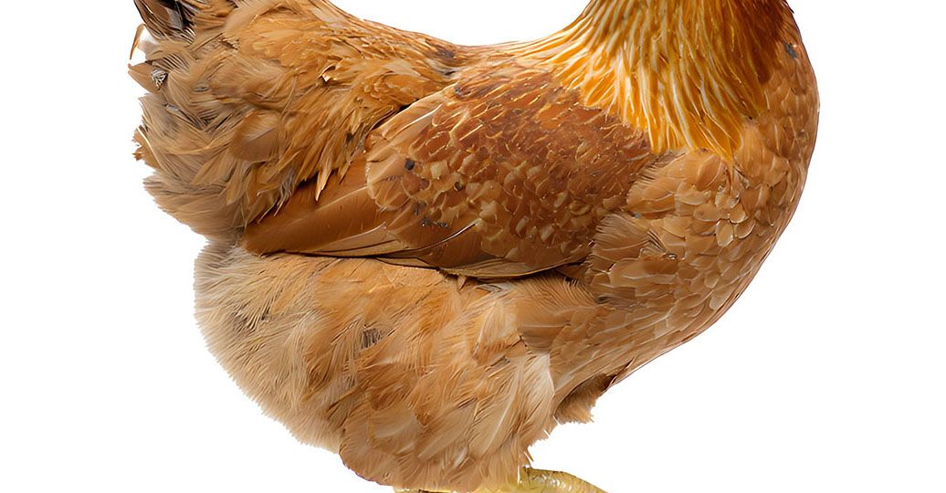 gallina