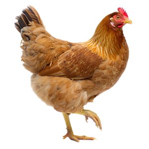 gallina