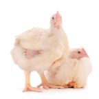 Depositphotos_413913162_XL