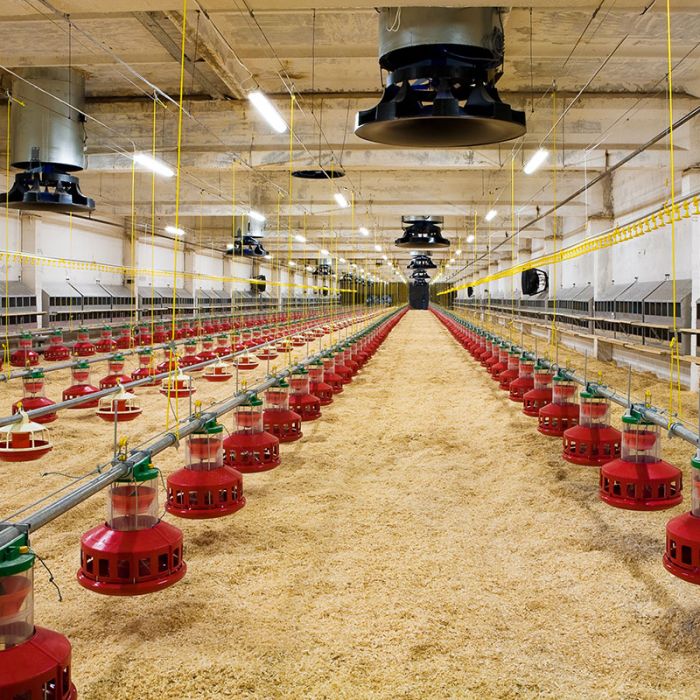 poultry farm