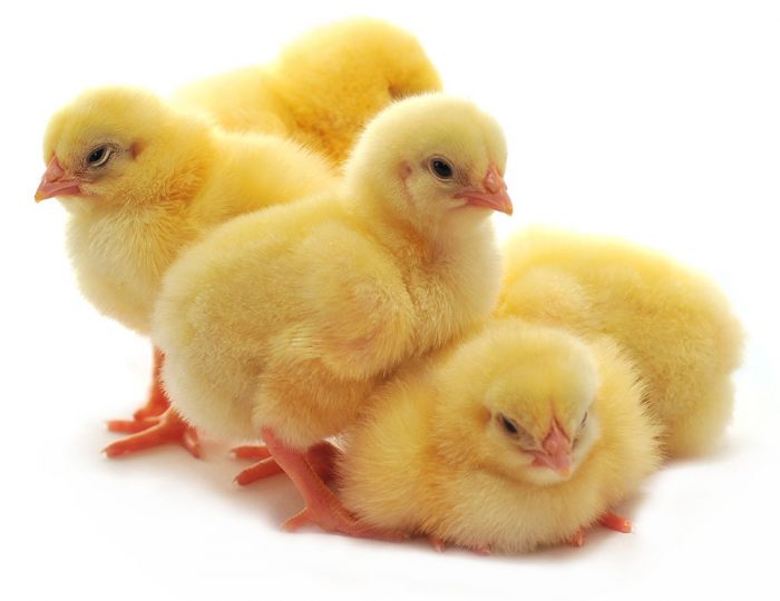 Five chickens who are represented on a white background
